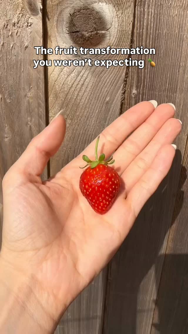 One second it’s a fruit, the next it’s a Foodible 😂🍓
Which one would you pick?
Shop the Foodibles collection on TikTok Shop.
#foodibles #foodiblestoys #collectibletoys #kidstoys #tiktokshopuk